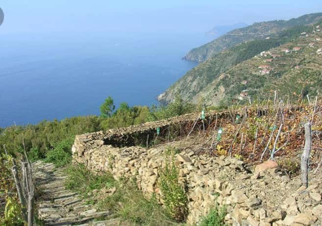 Muri a secco delle Cinque Terre: sensazioni di chi li costruisce