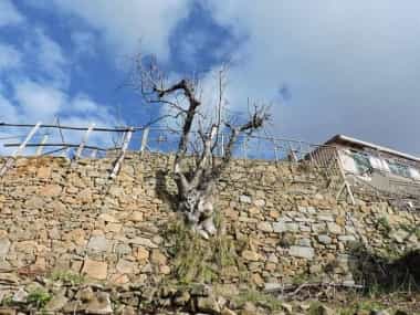 muri a secco delle cinque terre sensazioni di chi li costruisce lintervista