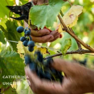 vigneti cinque terre