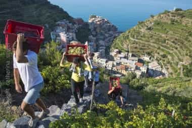vineyards cinque terre