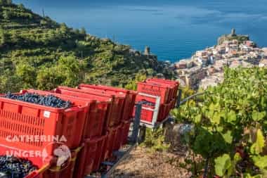 cinque terre vineyards