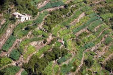 vigneti cinque terre