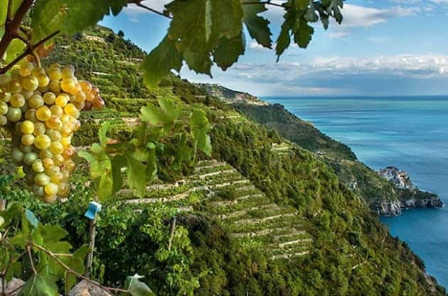 The wines of the Cinque Terre