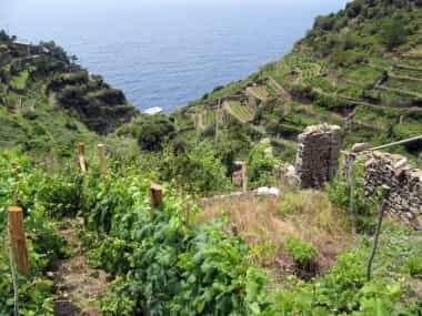 vigneti cinque terre