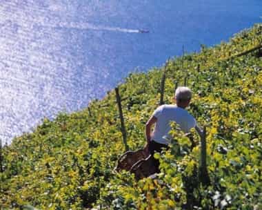 cinque terre vini