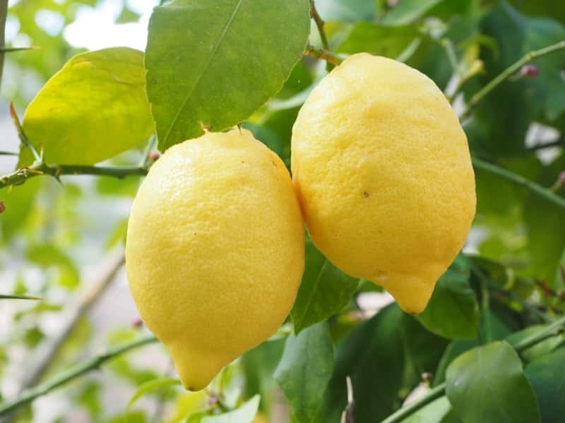 La sagra dei limoni di Monterosso al Mare