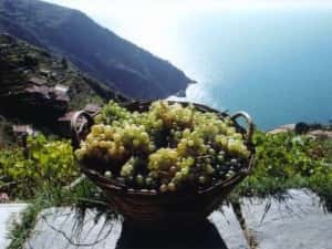 Vermentino Prize &ndash; Diano Castello